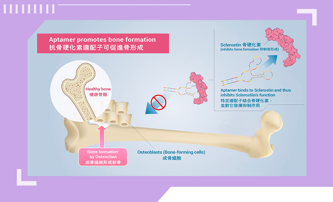 A5 核酸適配子轉化醫學與藥物發現（香港浸會大學）_5.png